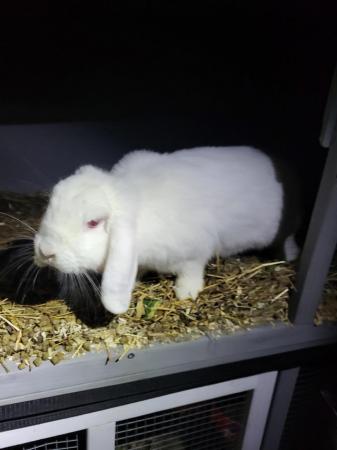 Image 4 of A year old girl bunny. Looking for a new home
