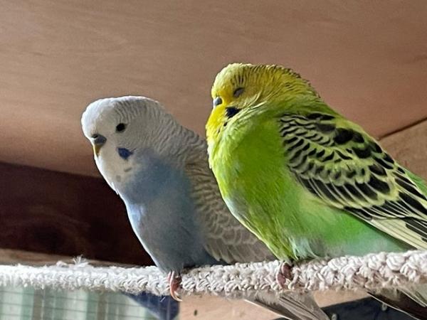 Image 5 of Baby budgies and breeding pairs for sale
