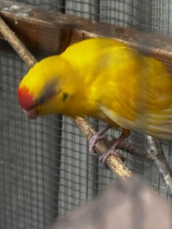 Image 3 of Kakariki lovely young birds