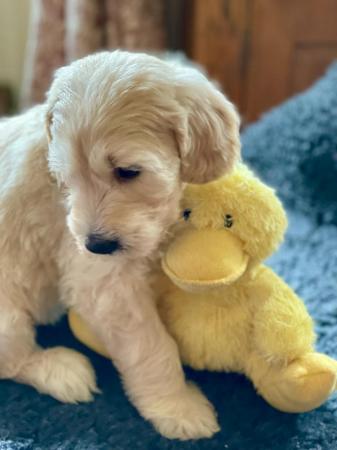 Image 8 of Beautiful Goldendoodle puppies for sale