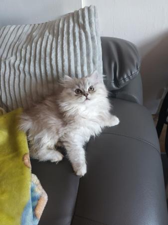 Image 14 of 2 happy and healthy pedigree persian kittens for sale