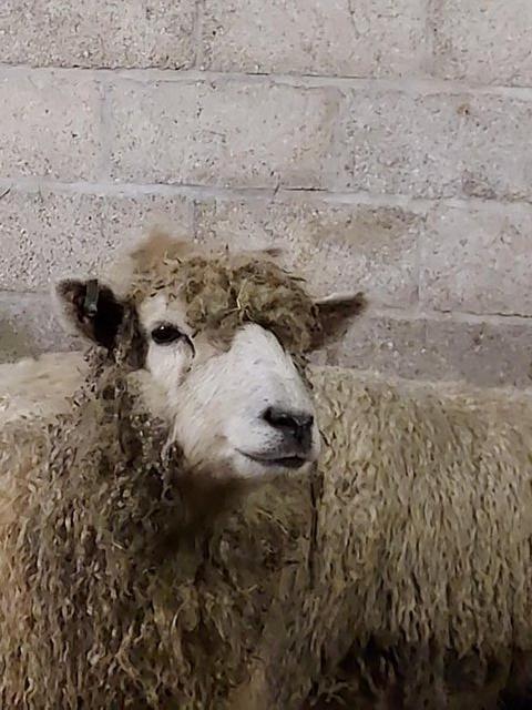 Preview of the first image of Rare breed pedigree Cotswold sheep.