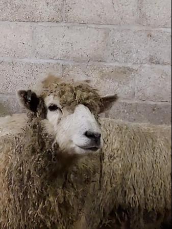 Image 1 of Rare breed pedigree Cotswold sheep