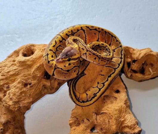 Image 3 of Hatchling royal pythons for sale