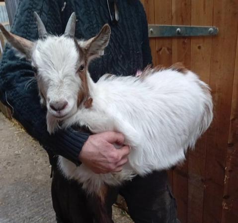Image 3 of Great Starter Goat Stunning Pygmy Nanny Kid ready to go now