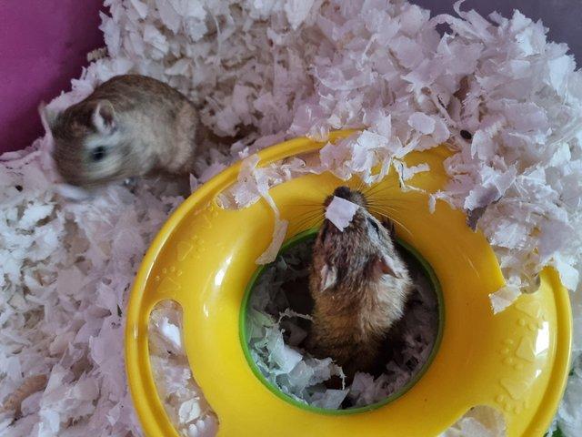 Preview of the first image of 2 Female Gerbils with complete set up..