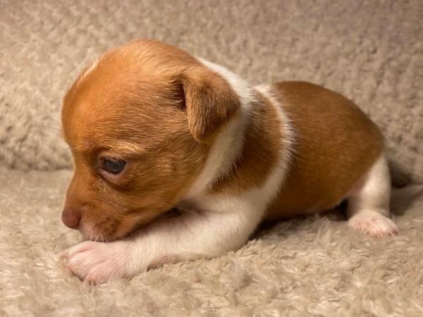 Miniature Jack Russells Puppies for sale in Ashorne, Warwickshire - Image 10
