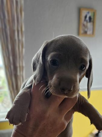 Image 6 of Kc registered pra clear miniature dachshunds