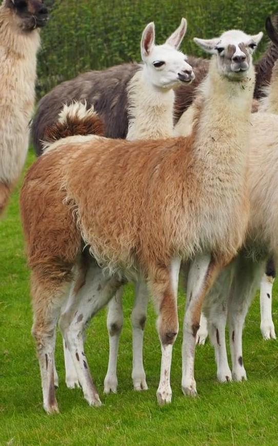 Wanted Fully Trained Trekking Llama For Sale Wanted in Hadleigh, Essex