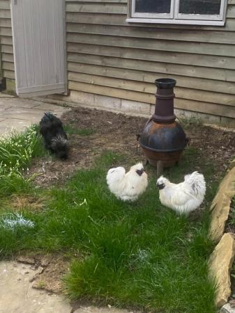 Image 1 of Silkies males free to go to a good home