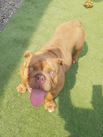 Image 3 of Beautiful full pedigree 7 month old Bully for sale