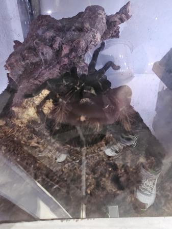 Image 6 of Huge adult female pamphobeteous antinous tarantula