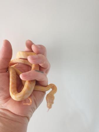 Image 3 of female albino carpet python
