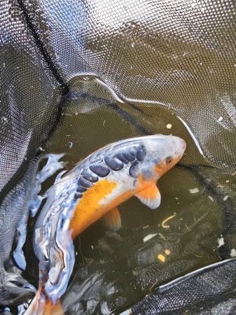 Image 2 of 9 to 10 inch Koi for sale