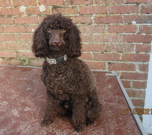 Image 3 of F1b SHOW TYPE COCKAPOO GIRLS FROM 5* LICENCED BREEDER.