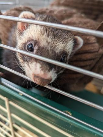 Image 2 of X2 bothers ferrets 1 year & a half, ready now