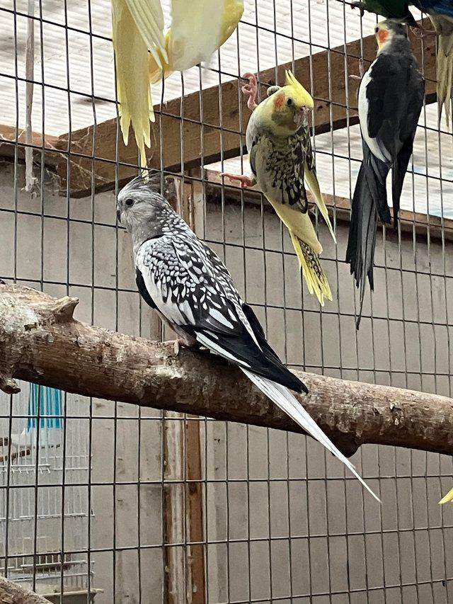 Preview of the first image of Cockatiels babies and breeders.