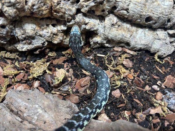 Image 1 of Madagascar Giant Hognose Snake CB2023