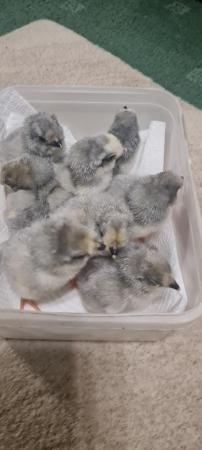 Image 1 of 7 LF lavender arucana chicks and 8 silver partridge pekin ch