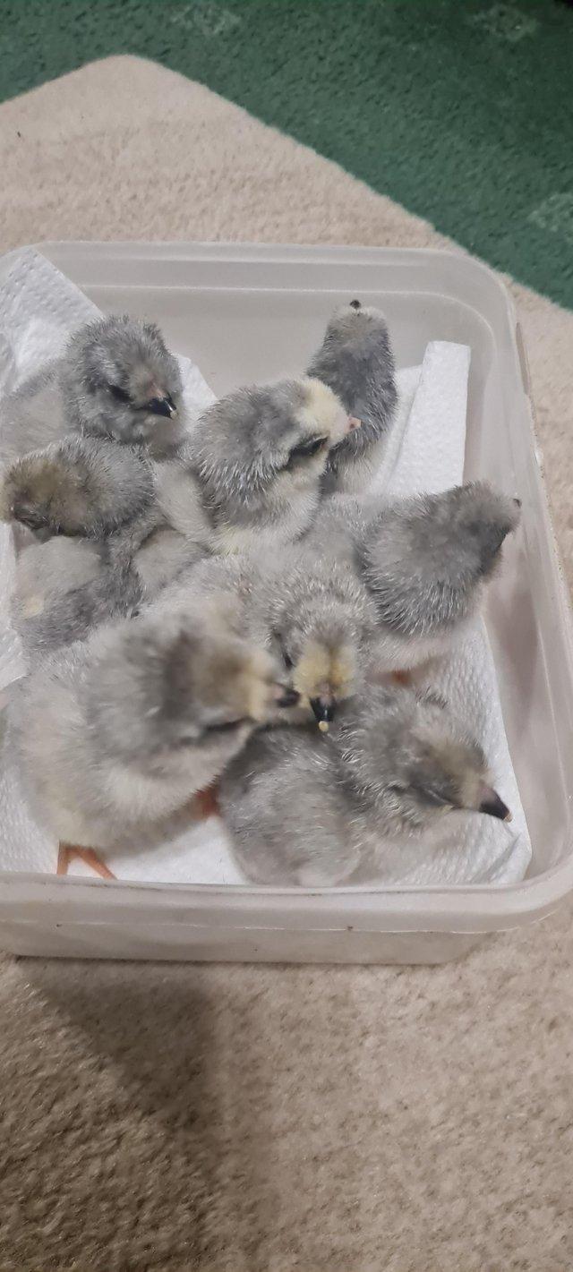 Preview of the first image of 7 LF lavender arucana chicks and 8 silver partridge pekin ch.