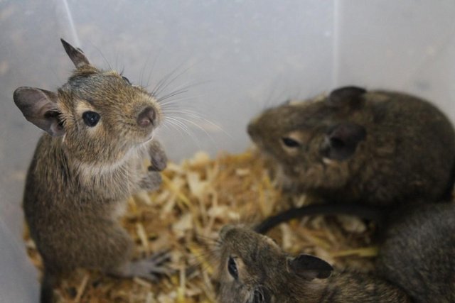 Image 1 of 3young DEGUS. , born 20th Feb 2024, now only £15 each