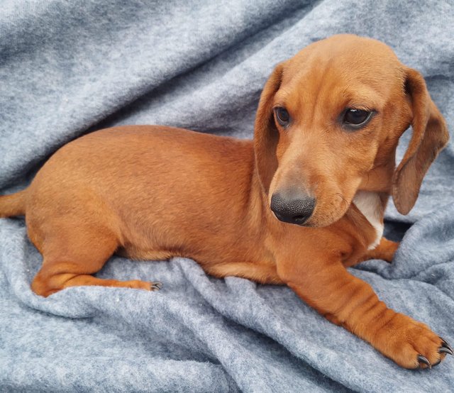 Preview of the first image of Kc registered smooth haired miniature dachshund puppies.