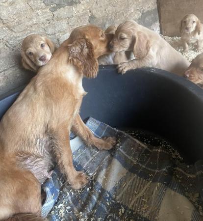 Image 7 of Red Cocker spaniel puppies