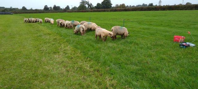 Preview of the first image of 9 month old Ewe Lambs Devizes Wiltshire.