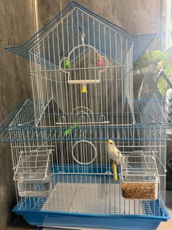 Image 4 of Young albino budgie with cage