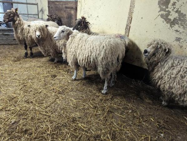 Image 2 of Breeding ewes for sale, some with lambs at foot.