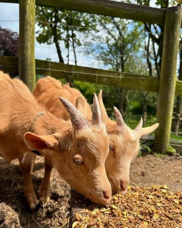 Image 2 of Pedigree Golden guernsey goats