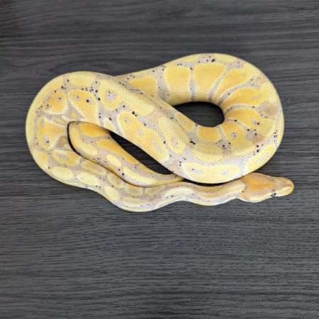 Image 2 of 3 month old female banana pastel poss het pied royal python