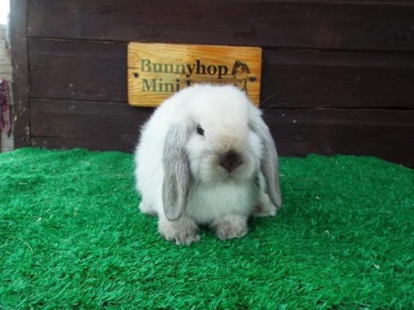 Image 3 of Miniature Lop Baby Rabbits available now