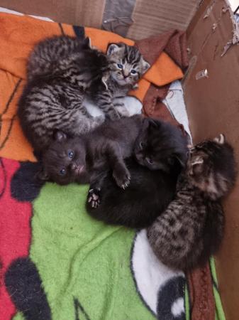 Image 2 of Ready 25TH MAY Maine coon Cross kittens