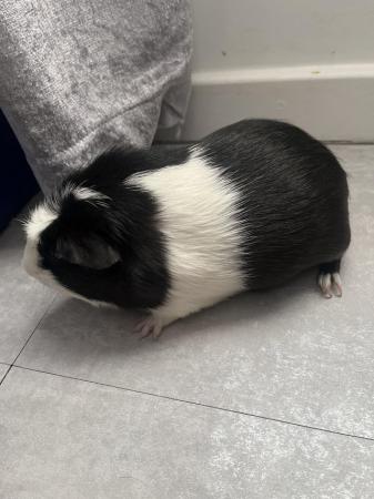 Image 2 of Meet ace. He’s a 4 month old guinea pig.