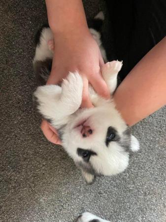Image 4 of STUNNING RARE POMSKY PUPS-NOW OPEN TO REASONABLE OFFERS!