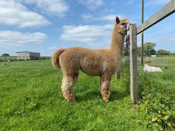 Image 5 of MALE ALPACAS TOP QUALITY BAS AVAILABLE FOR THEIR SERVICES