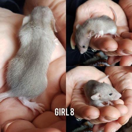 Image 5 of Rats babies!!!!!!!!!!!!!!!!!!!!!
