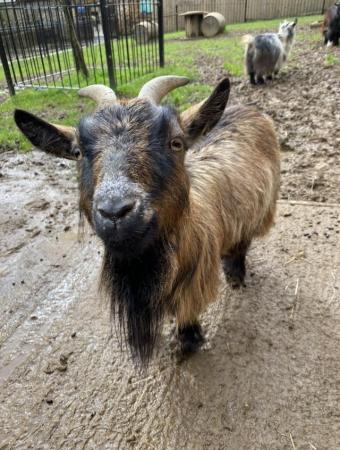 Image 2 of 4 Pygmy Goats for sale- 3 nannies and 1 wether