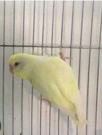 Image 4 of Pure cremino Hen Young Budgerigar