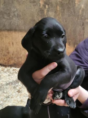 Image 4 of Beautiful Labrador Puppies For Sale