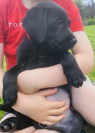 Image 2 of Gorgeous KC reg fully health tested black lab bitch pup