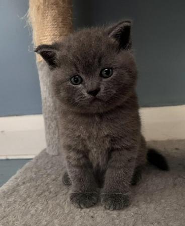 Image 3 of Adorable British blue kittens ready to go now
