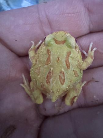 Image 2 of Albino Pac-man Frogs Horn frogs