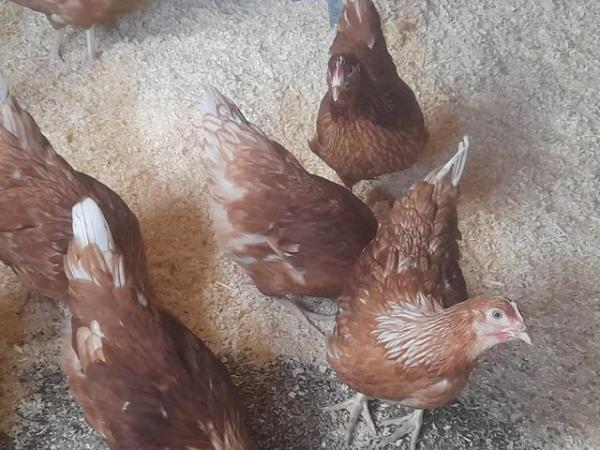 Image 2 of Chickens for sale, brown hybrid POL hens