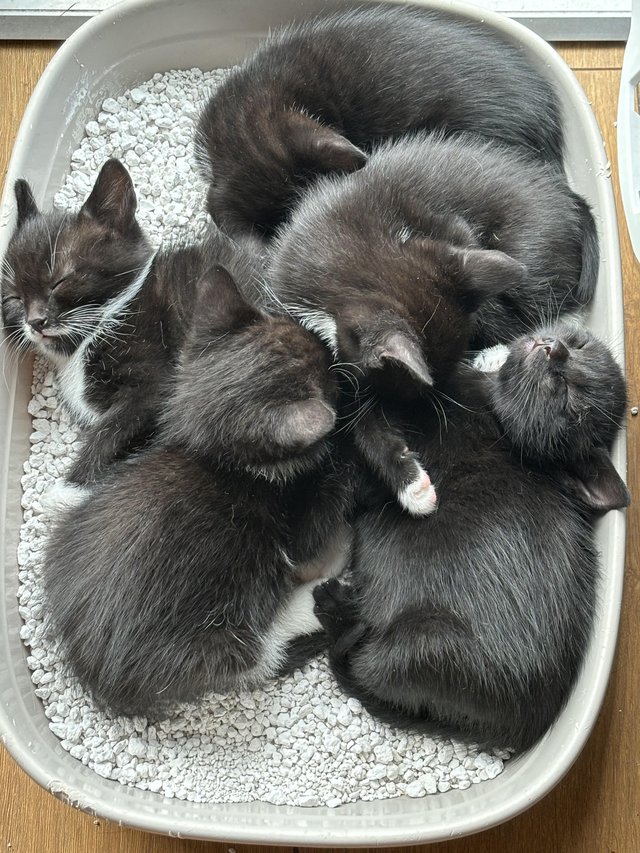 Preview of the first image of 9 week old kittens mix of both boys and girls.