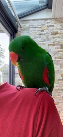 Image 5 of Last!! Pair Of Beautiful Eclectus Parrots