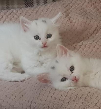 Image 3 of Fluffy Turkish Angora Mix Kittens