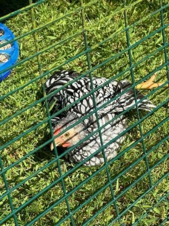 Image 1 of Free to a good home SILVER LACED WYANDOTTE BANTAMS