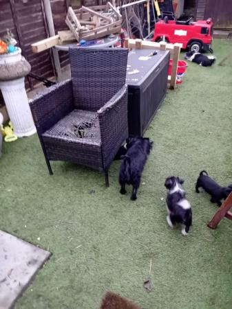 Image 1 of 5 Lovely Jack Russel Terrier pups for sale around ws10